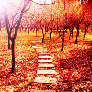 亚洲成年女人AV毛片性性教育
